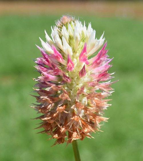 Trifolium vesiculosum Savi